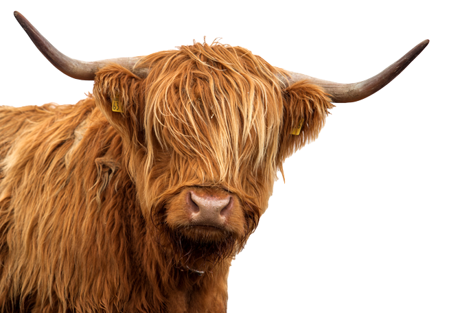 highland-cow-left