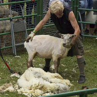 sheep-shearing